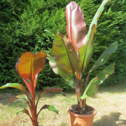 Ensete ventricosum maurellii