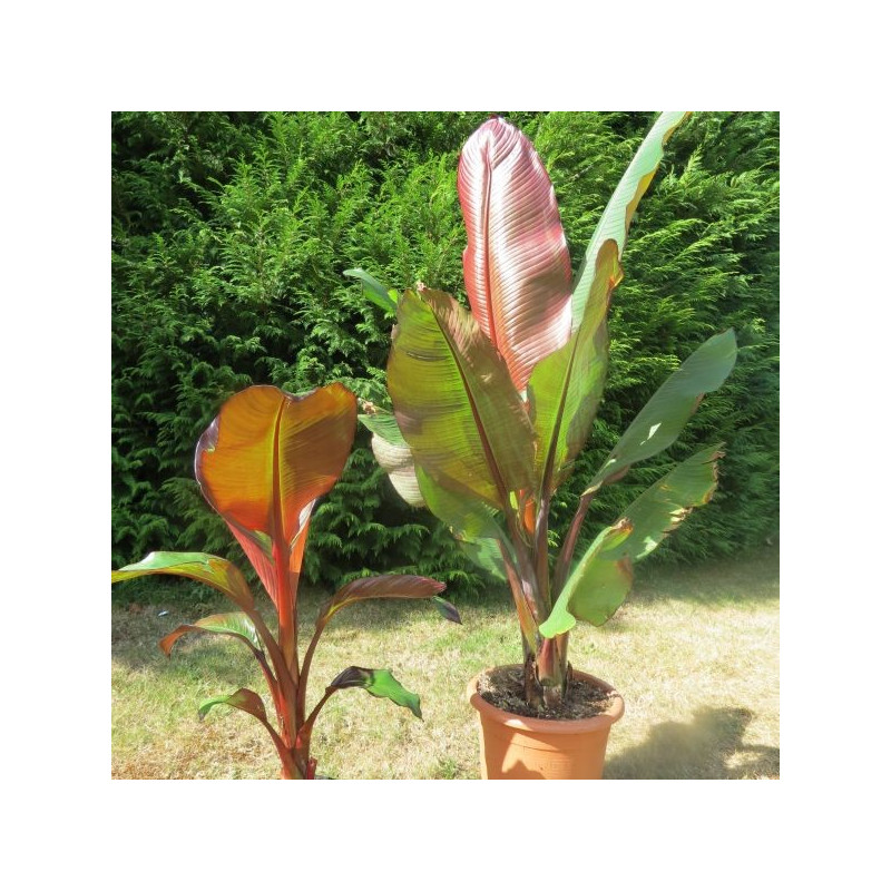 Ensete ventricosum maurellii