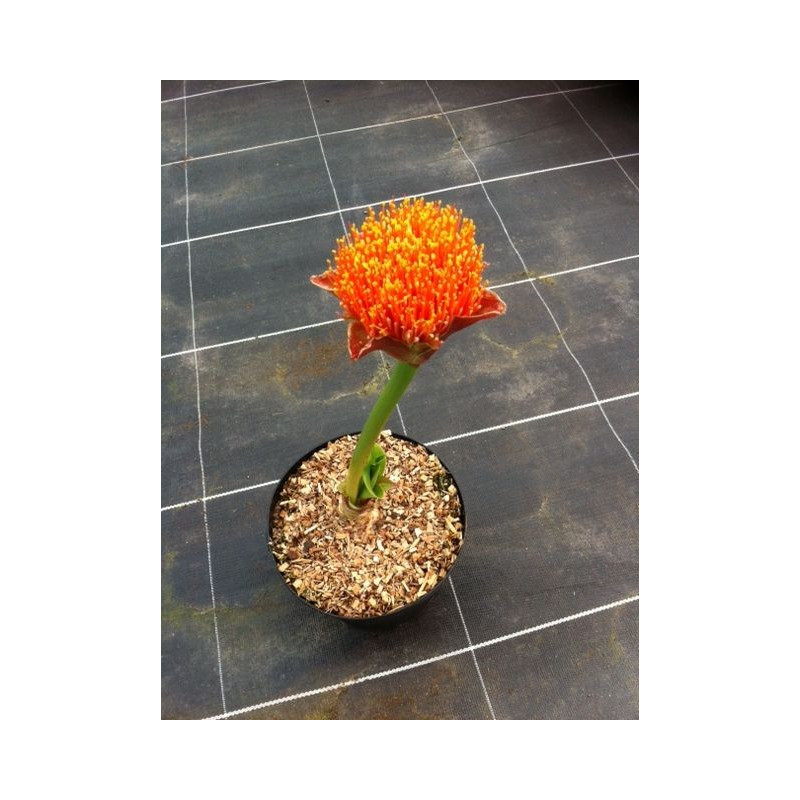 Scadoxus puniceus