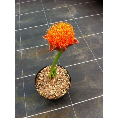 Scadoxus puniceus