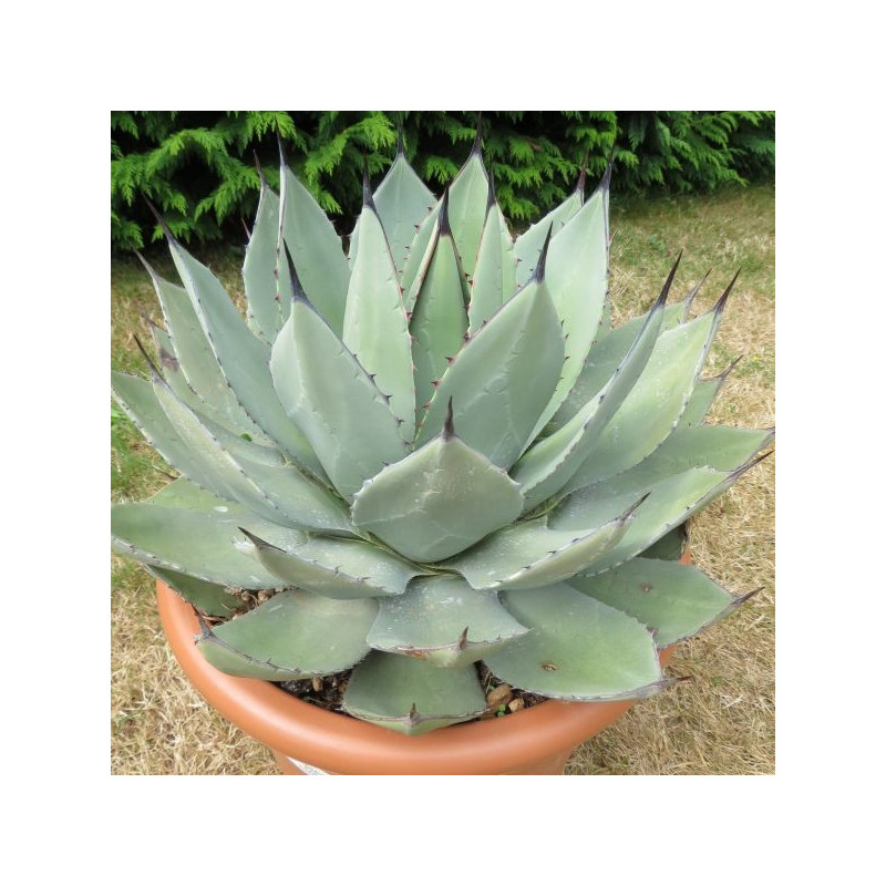 Agave parryi chihuahua