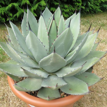 Agave parryi chihuahua