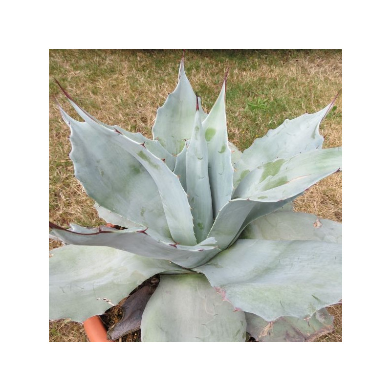 Agave ovatifolia iced heart