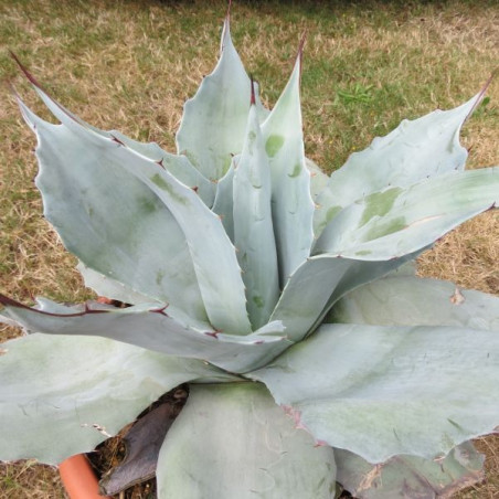 Agave ovatifolia iced heart