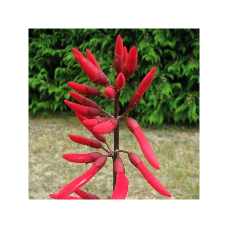 Erythrina x bidwilli