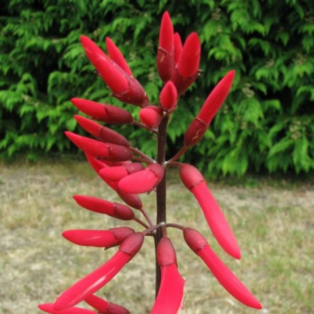 Erythrina x bidwilli