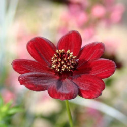 Cosmos chocamocha®