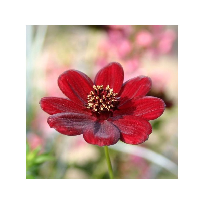 Cosmos 'chocamocha'®