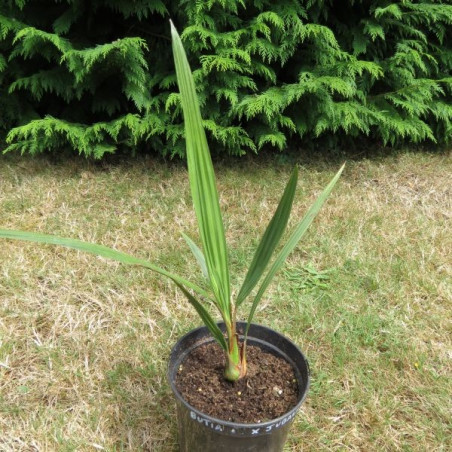 Butia capitata x Jubaea chilensis