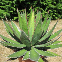 Agave horrida horrida 15 l