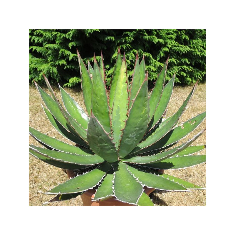 Agave horrida horrida 15 l