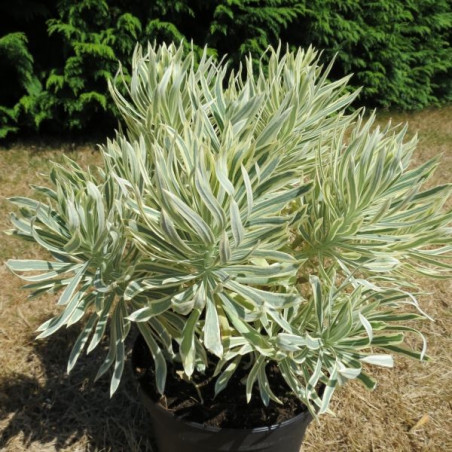 Euphorbia Tasmanian tiger®