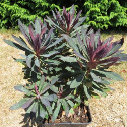 Euphorbia black bird®