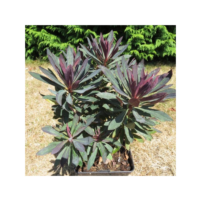 Euphorbia black bird®