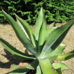 Agave bovicornuta 15 l