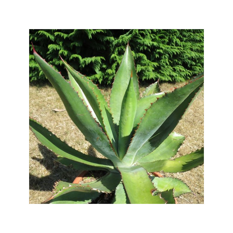 Agave bovicornuta 15 l