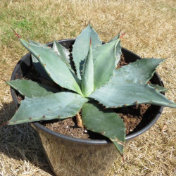 Agave parryi huachucensis