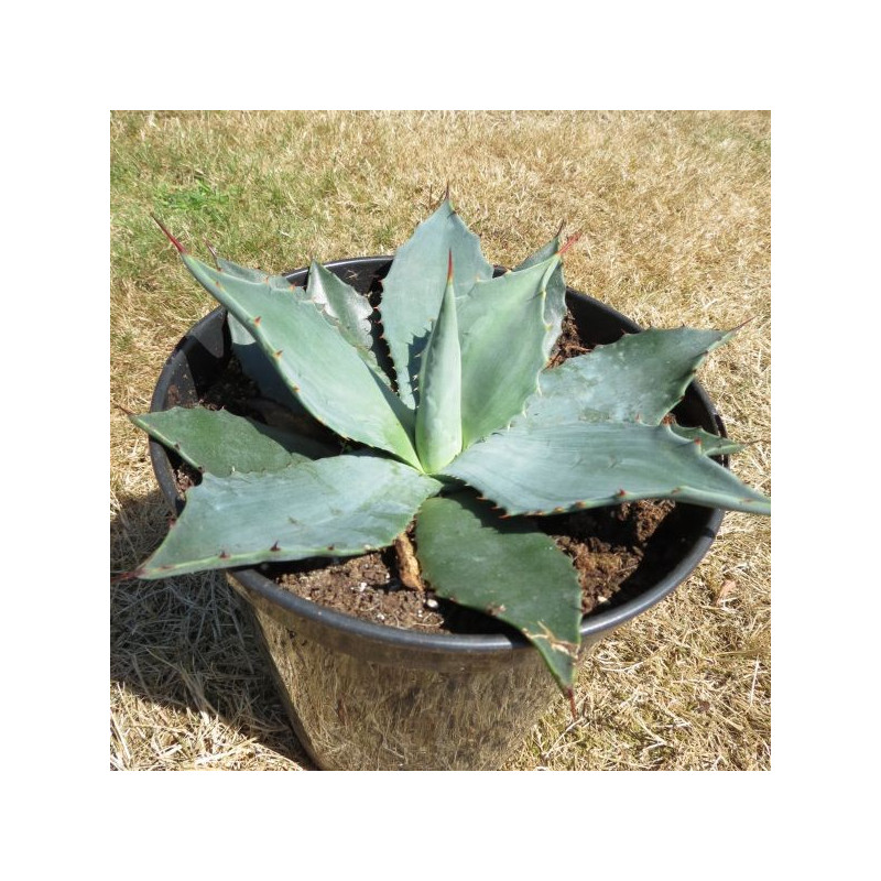 Agave parryi huachucensis