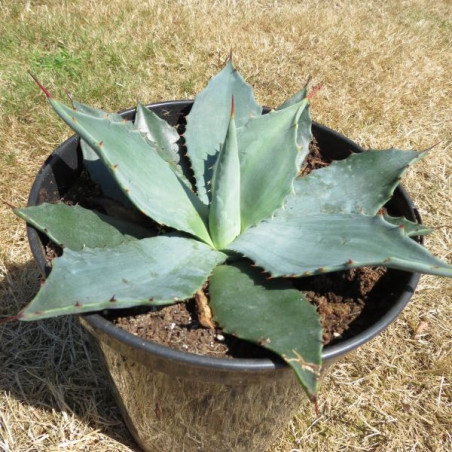 Agave parryi huachucensis