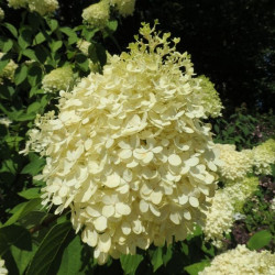 Hydrangea limelight®