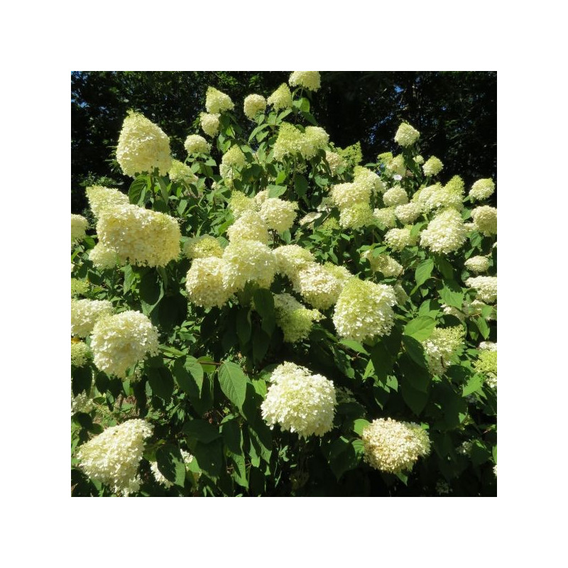 Hydrangea limelight®