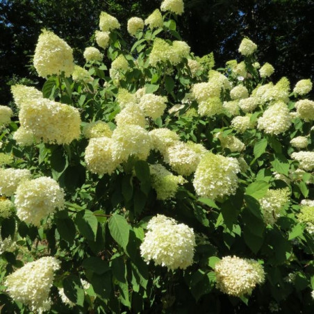 Hydrangea limelight®