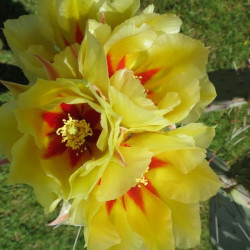 Opuntia macrocentra 