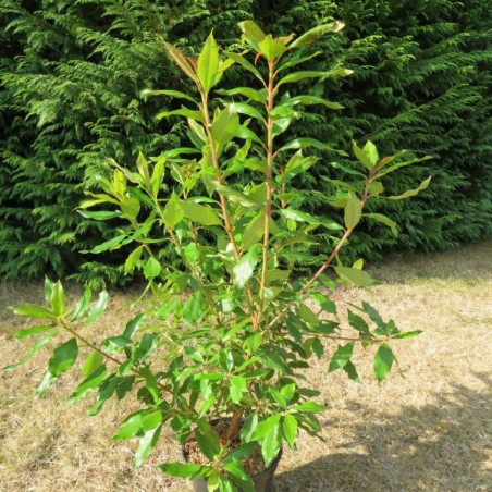 Clethra arborea