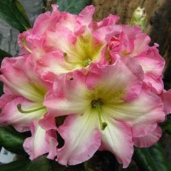 Rhododendron Melrose flash