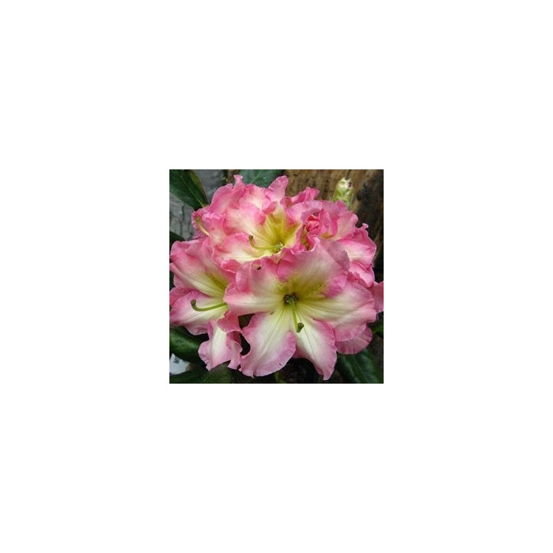 Rhododendron Melrose flash