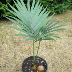 Cycas thouarsii