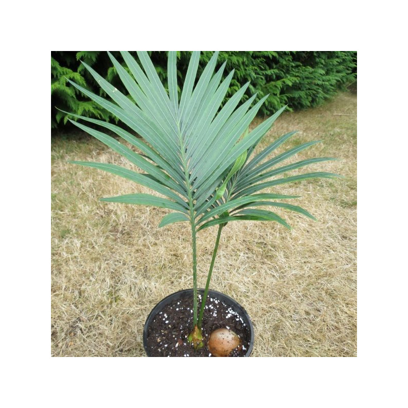 Cycas thouarsii