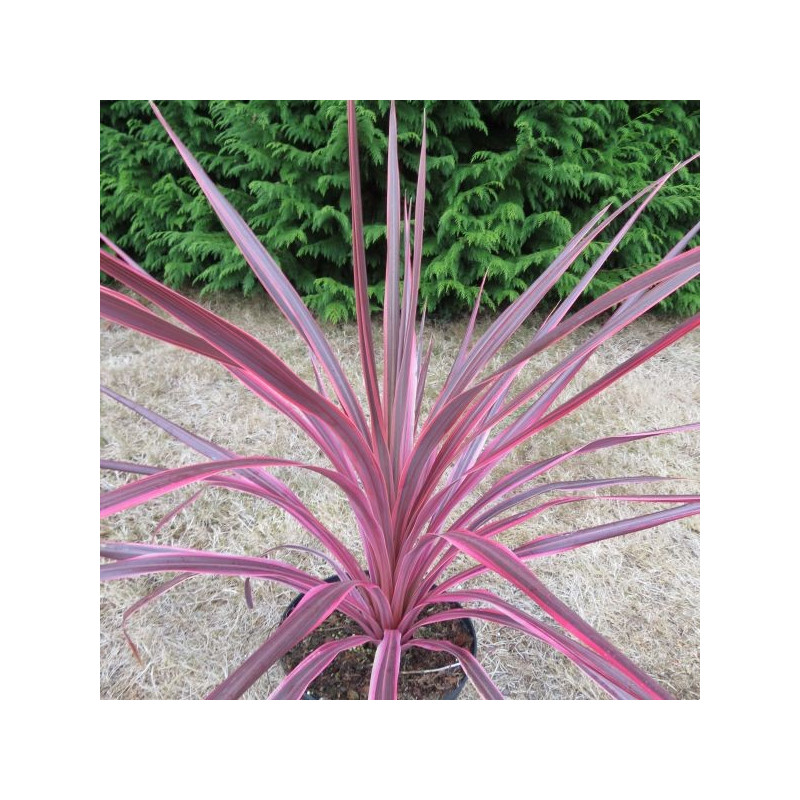 Cordyline purple sensation