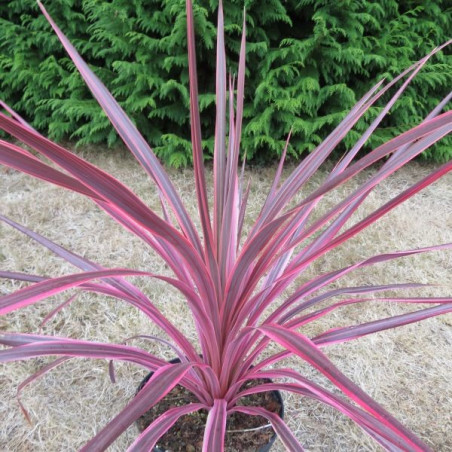 Cordyline purple sensation