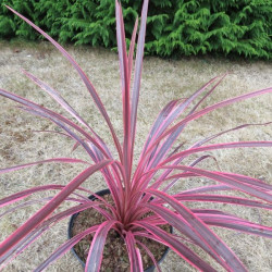 Cordyline cherry sensation