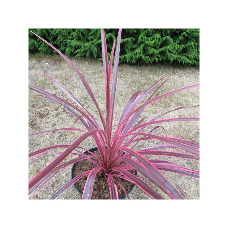 Cordyline cherry sensation