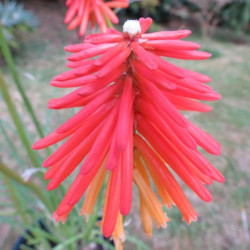 Kniphofia fire glow