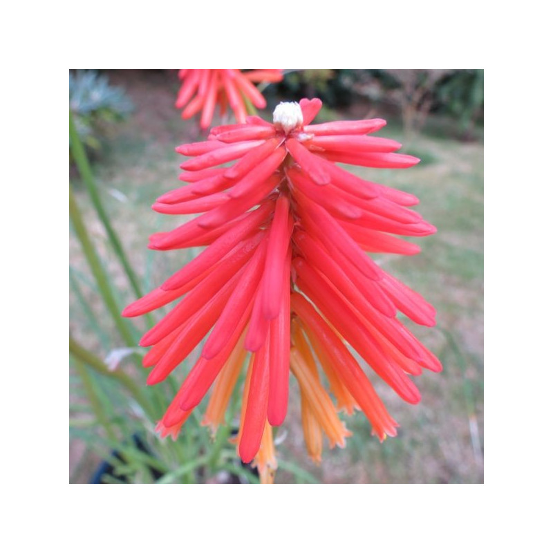 Kniphofia fire glow