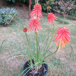 Kniphofia fire glow