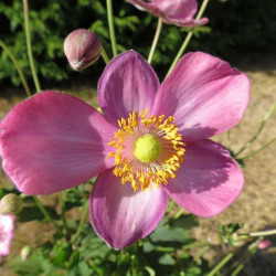 Anemone pretty lady Susan®