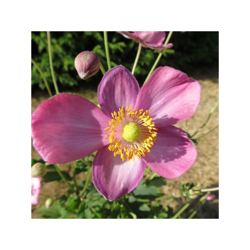 Anemone pretty lady Susan®