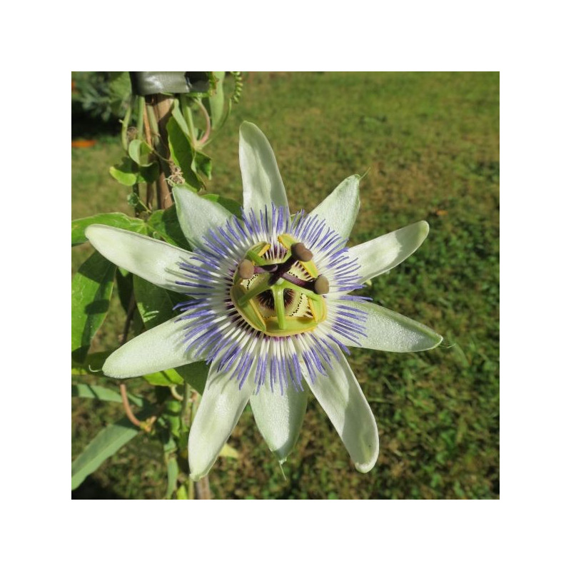 Passiflora caerulea