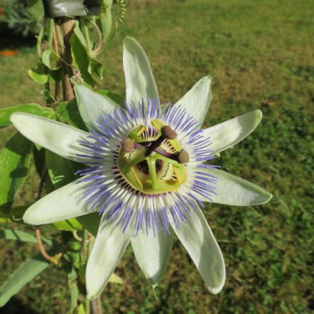 Passiflora caerulea