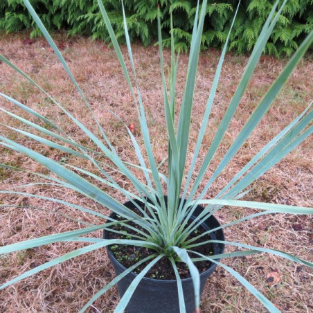 Yucca rostrata sapphire skies