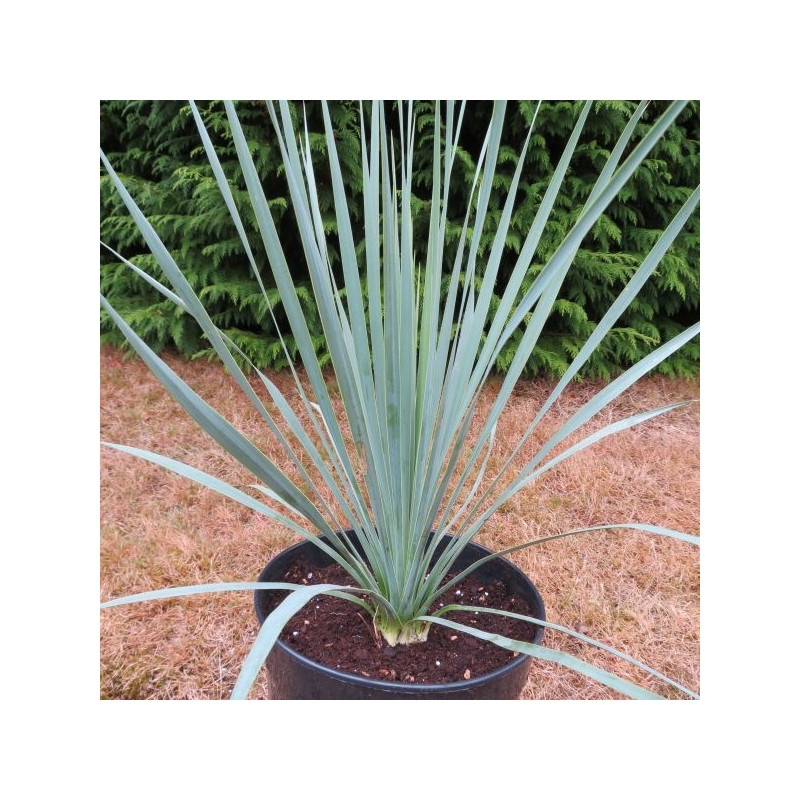 Yucca rostrata sapphire skies Yucca rostrata sapphire skies