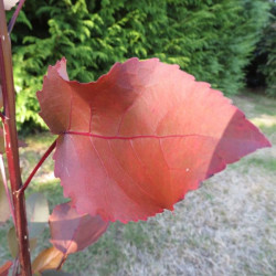 Populus purple tower