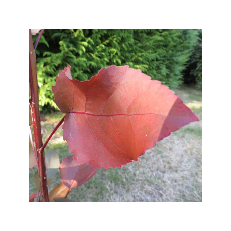 Populus purple tower