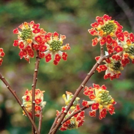 Edgeworthia akabana