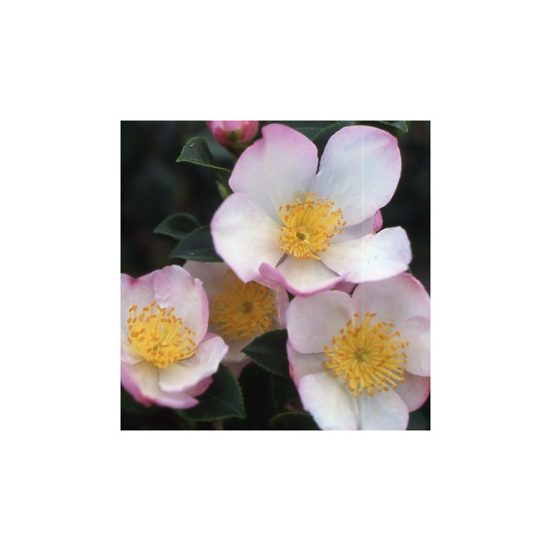 Camellia versicolor