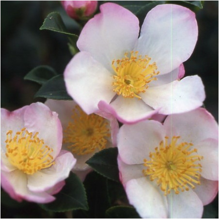 Camellia versicolor